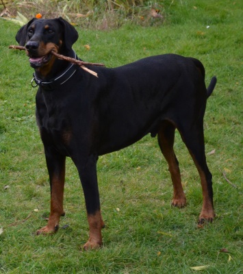 Rex