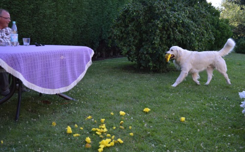 DSC_0416