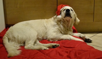 Weihnachten 1